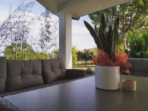 ein Wohnzimmer mit einem Sofa und einer Topfpflanze in der Unterkunft Pizzacalla in Pineto