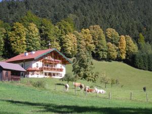 ein Haus auf einem Hügel mit Kühen auf einem Feld in der Unterkunft Am Ferienbauernhof Schmiedbauer com Salzkammergut in Faistenau