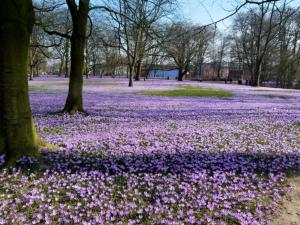 un champ de fleurs violettes dans un parc dans l'établissement Haus Deichblick, à Husum