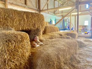 a young girl laying on a pile of hay at Ferienhof Utech in Wenkendorf