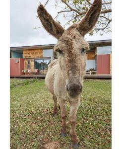 a donkey standing in the grass in front of a house at ECO Lodge Villa Villekula in The Crags