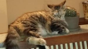 Afbeelding uit fotogalerij van Il Germano Reale in Alba