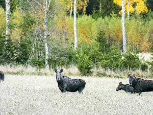 Burserydにある6 person holiday home in H CKSVIKの野原に立つ黒い動物の集団