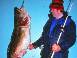 un homme tenant un gros poisson dans sa main dans l'établissement Holiday Home Breivikbotn, à Vatna