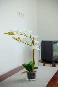 un jarrón con flores blancas en una mesa en Virágos vendégház, en Keszthely