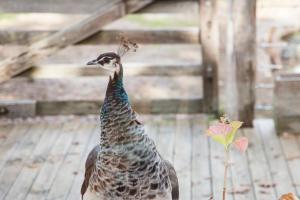 a peacock is standing on a wooden deck at Chum Creek Hut in Chum Creek
