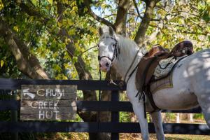 a white horse standing next to a fence at Chum Creek Hut in Chum Creek