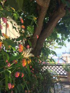 a tree with flowers in front of a fence at Eros Beach Hotel in Benitses