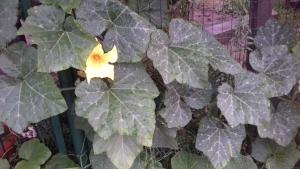 un primer plano de una planta con una flor amarilla en La Casetta Dei Cedri, en Magione