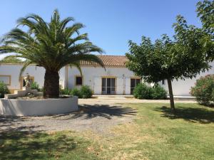 une maison avec un palmier dans une cour dans l'établissement EL ROCIO 1 GITES EQUESTRE, à Saintes-Maries-de-la-Mer