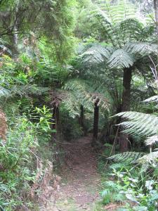 a dirt trail in a forest with trees and plants at Glenaire Cottages in Glenaire