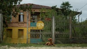 a brown dog sitting in front of a fence at Karma Hostel in Martvili