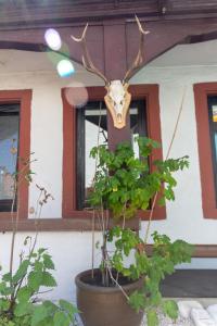 Fotografie z fotogalerie ubytování Hotel-Restaurant Hackteufel v destinaci Heidelberg