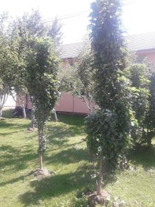 two trees in a yard with green grass at Jelena in Kupres