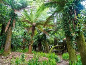 a forest filled with lots of trees and shrubbery at Kells Bay House and Gardens in Kells