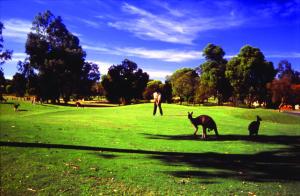 a man and a dog on a grassy field at Novotel Vines Resort Swan Valley in Upper Swan