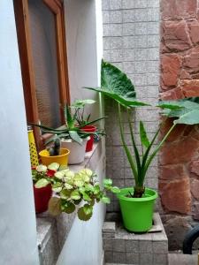 a group of potted plants sitting on the stairs at HA! 2 Resi para estudiantes in Cordoba