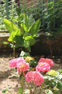 un grupo de flores rosas en un jardín en Rooms Marana, en Split
