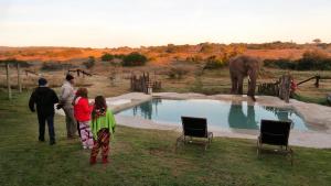Hlosi Game Lodge - Amakhala Game Reserve في محمية أماخالا الطبيعية: مجموعة من الناس تطل على فيل في بركة