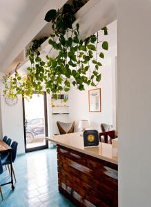 a room with a desk with a plant hanging from the ceiling at B&B Shining in Avola