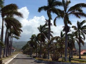 una calle con palmeras al lado de una carretera en Jamaica Dream Gateway, en Richmond