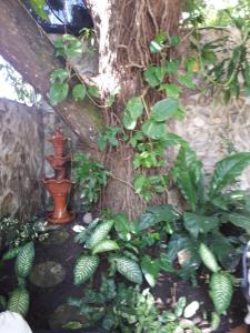 a tree with a statue next to a tree at Hotel Alcaldeza - Garden House in Santo Domingo