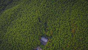 eine Luftansicht eines Waldes mit einem Lastwagen in der Unterkunft Prodigy Hostel Mogan Mountain in Deqing