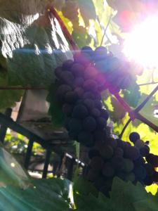 un montón de uvas colgando de una planta en Gästehaus Pension Romantika, en Cochem