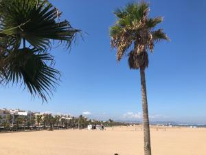 バレンシアにあるValencia Sun Beachの青空の浜辺のヤシの木