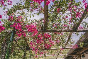a bunch of pink flowers hanging from a pergola at Montagnella Relax in Maiori