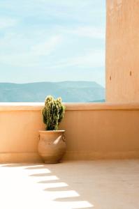 une plante dans un pot assise devant une fenêtre dans l'établissement Gîte Raid Oriental, à Taforhalt