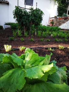 un jardín con lechugas verdes en un patio en Agriturismo Guthiddai, en Oliena