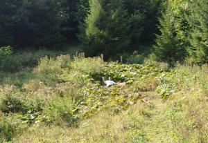 A garden outside Chalupa U Kurišky