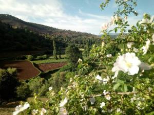a view of a field with flowers in the foreground at Auberge de Tabhirte in Tahla