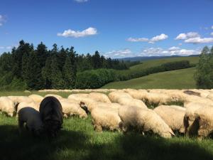 una manada de ovejas pastando en un campo de hierba en Willa Anna, en Kościelisko