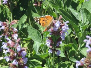 Ein Schmetterling sitzt auf lila Blumen in der Unterkunft Pension Achteridyll in Ückeritz