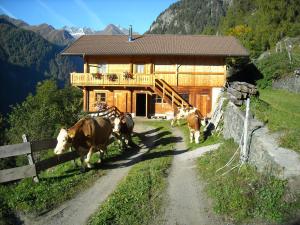 a group of cows walking in front of a house at Hansenhof in Prägraten +41 photos