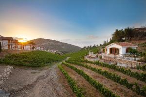 a vineyard in a hill with a house and the sunset at Gillham Vineyard Hotel in Temblos