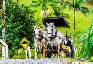 two horses pulling a carriage on a road at Hotel Fazenda Casarão do Vale Hotel in Massaranduba