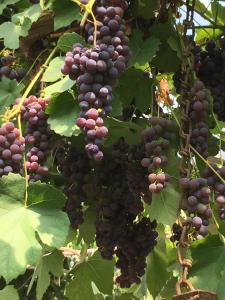 Une bande de raisins suspendus à un arbre dans l'établissement De Zoete Aagt, à Groesbeek