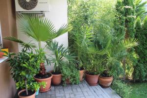 Bamboo Wellness Apartment 8600 Siófok, Köztársaság utca 10. kép - 2