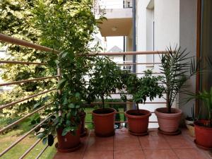 Zahrada ubytování Mandarin Wellness Apartman