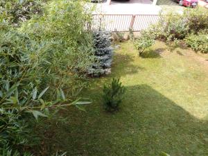 Zahrada ubytování Mandarin Wellness Apartman