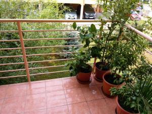 Zahrada ubytování Mandarin Wellness Apartman