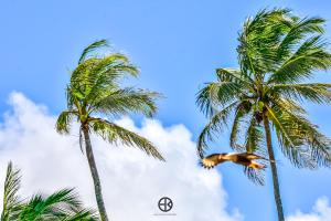 two palm trees and a bird flying in the sky at Pousada Costa Prestige in Touros