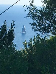 a sail boat in the water with a tree at Villa Pina in Praiano