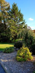 um jardim com uma árvore e alguns arbustos em The Vine B & B em South Thoresby