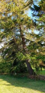 um grande pinheiro sentado no topo de um campo em The Vine B & B em South Thoresby