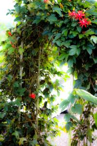 Fotografie z fotogalerie ubytování Pondok Plantation Luxury Mountain Escape Bedugul v destinaci Bedugul + 70 fotografií