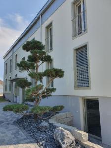a pine tree in front of a building at Wohnstation in Subingen